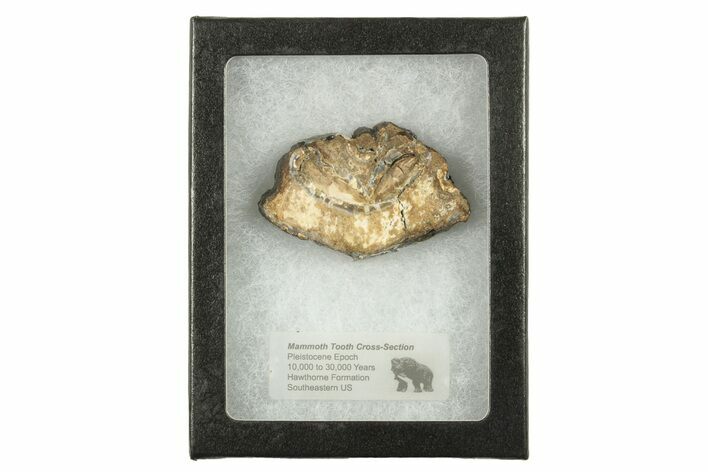 Mammoth Molar Slice With Case - South Carolina #291248